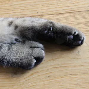 Pet-sitter expérimentée à La Garenne-Colombes et alentours !