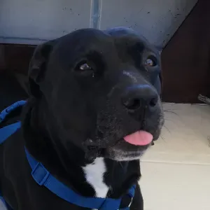 Cerco babysitter o Educatrice con esperienza 