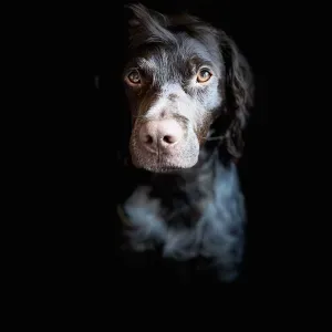 Prendre soin des animaux, c'est mon passe-temps favoris.