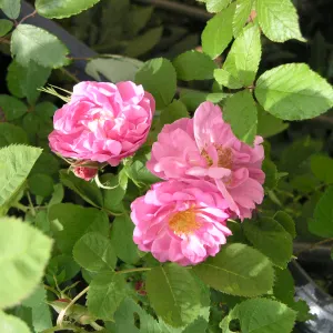 Aide de vie à domicile pour nos seniors et tout public