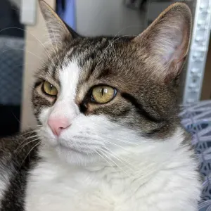 Pet Sitter Issy les Moulineaux