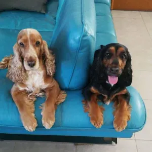 Je cherche un(e) petsitter près de chez moi