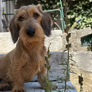 Pet sitting a Riva del Garda 😊