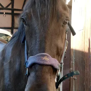 Recherche horse-sitter