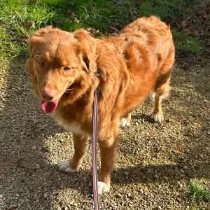 À la recherche d'un pet sitter 