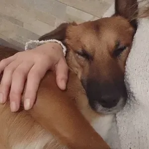 Cerco dog Sitter signa