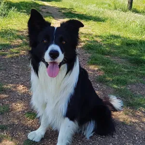 Cuidador de animales en leon capital