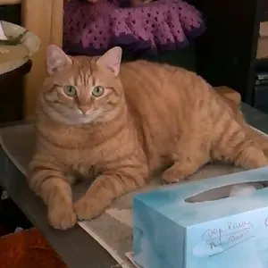 animateur pour garde d'enfants et soutien scolaire