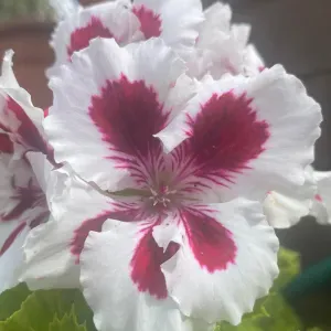 Cuidadora de adultos mayores en málaga