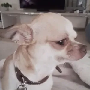 Recherche de garde pour 2 petit chiens