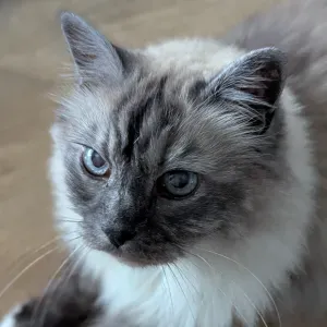 Emploi de Petsitter Chatou