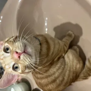 Garde d'animaux chiens et chat à domicile 