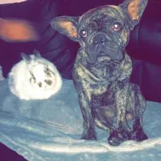 Amoureuse des animaux