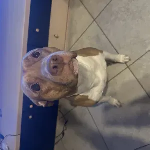 cerco lavoro come petsitter a cairate in provincia di varese