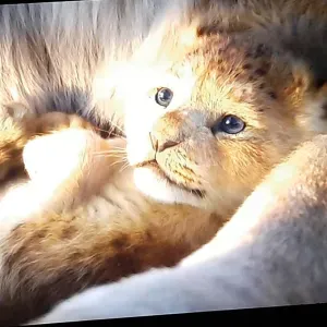 Pet sitter sur plaimpied ou allantour 