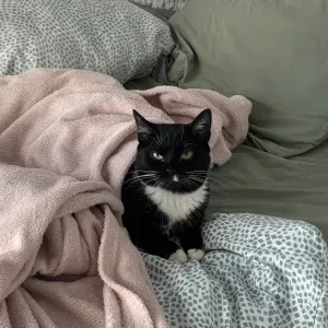looking for a cat sitter in warsaw