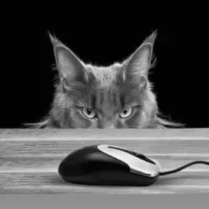 Mel – Garde de chats à domicile dans l'Ouest Lyonnais