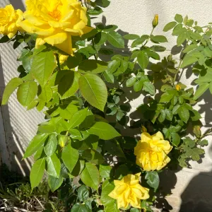 Ménage e la maison sans repassage et cuisine