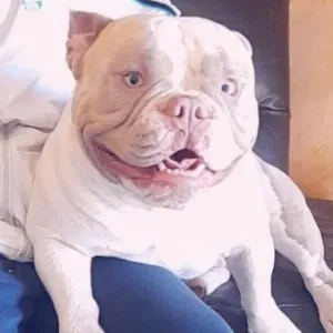 Pet sitter saint vit et les alentour 