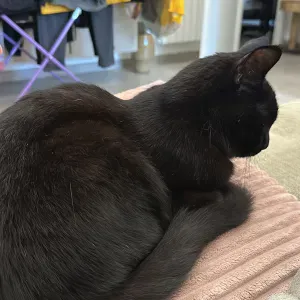 Servizio di pulizia regolare 