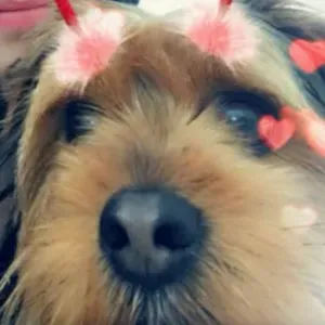 Aide ménagère aux alentours 