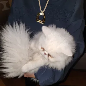 Bonjour, je suis Petsitter à st germain !