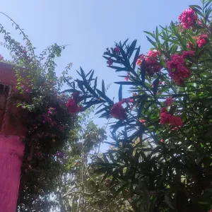 femme de ménage  avec expérience 