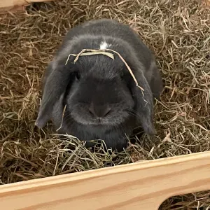 A la recherche d'un pet sitter pour un lapin 