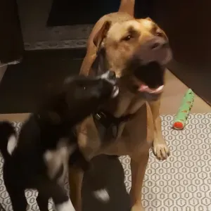 garde- promène-nourris....vos animaux de compagnies