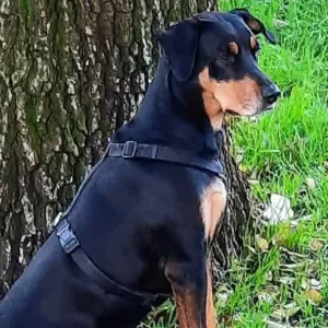 Pet sitting Milano e limitrofe