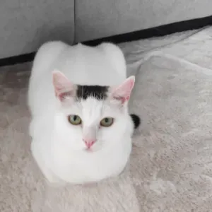 Garder un chat