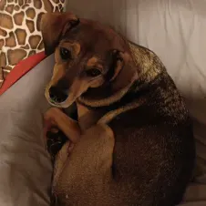 Petsitter, opieka nad zwierzątkami