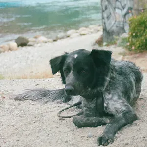 Poste pour un(e) dog-sitter - Petsitter à Hem