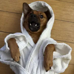 Precisa-se Petsitter no Porto
