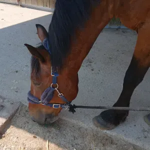 Emilia&Maeva amoureuse des animaux 🥰