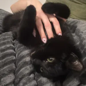 Pet-Sitter à Pérols disponible 