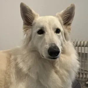 Je m'occupe de vos animaux ! Je gère !