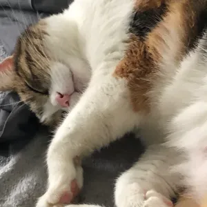 Pet sitter didi et compagnie dans le var