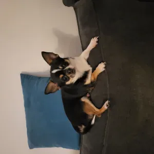 Garde et promenade d'animaux 🐶🐱