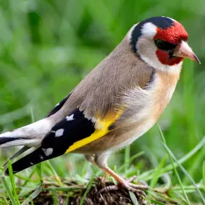 Je cherche un(e) petsitter près de chez moi