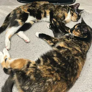 Pet-Sitter a Choisy le roi , Thiais 