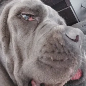 Recherche femme de menage pour entretien de la maison 