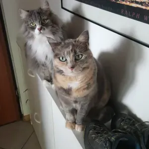 Cerco servizio di pulizia a domicilio