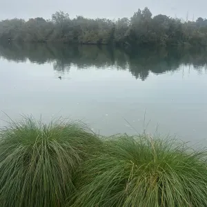 mi offro per pulizie domestiche occasionali e regolari