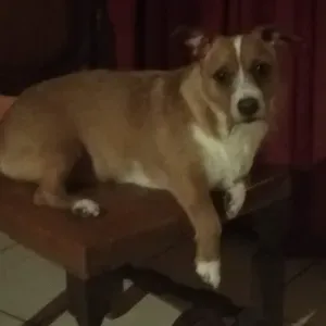 Pet sitting em Viana do castelo 