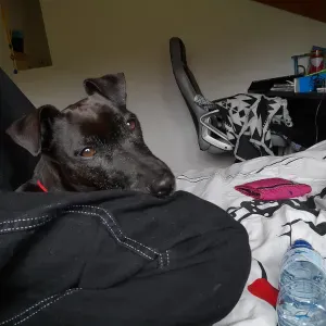 Pet-Sitter à Bruxelles souvent disponible 