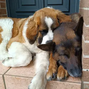 Garde chiens berger avec Saint Bernard