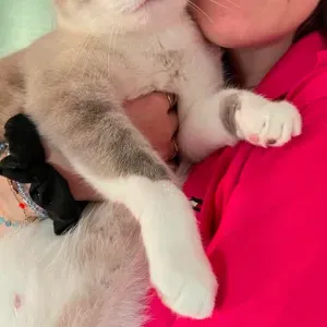 Pet-sitter au Havre passionnée de chats