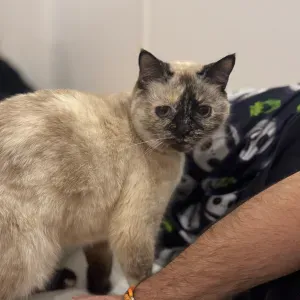 Pet Sitter Needed:Two Cats and a Goldfish