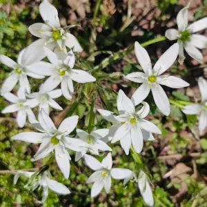 Bonjour à toutes et tous, je m'appelle Ambre .